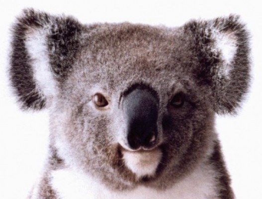 Disponible Ubuntu 9.10 Karmic Koala